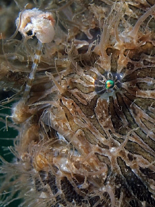 Striped Anglerfish, Lillipilli by Doug Anderson 